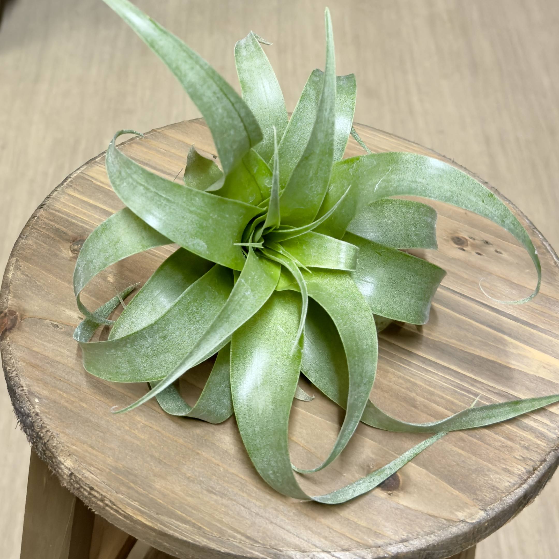 楽天市場】おしゃれ 観葉植物 エアープランツ：チランジア