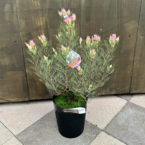 楽天市場】セルリア（ラズベリーバースト） 6号 プラスチック鉢 1鉢