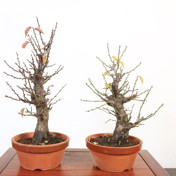 楽天市場】幼木苗：甲州野梅（ピンク）*コウシュウヤバイ やばい