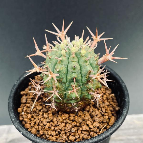 楽天市場】多肉植物：ユーフォルビア オベサ M*幅4cm : 遊恵盆栽 楽天市場店