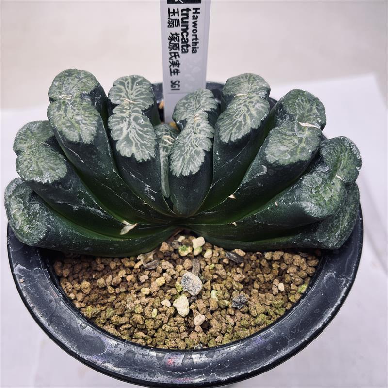 haworthia sp ハオルシア 万象 原種 サボテン 多肉植物 塊根植物 実生 セット株 - 観葉植物