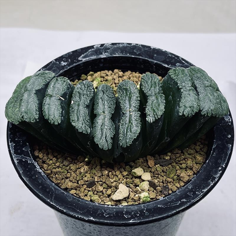 楽天市場】多肉植物：ハオルチア 万象 天涯*幅6ｃｍ 現品！一品限り : 遊恵盆栽 楽天市場店