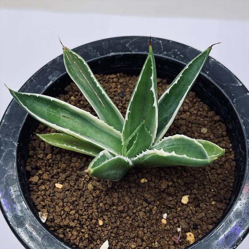 多肉植物：アガベ ポタトルム キュービック錦 覆輪*幅8ｃｍ　現品！一品限り 19,800円