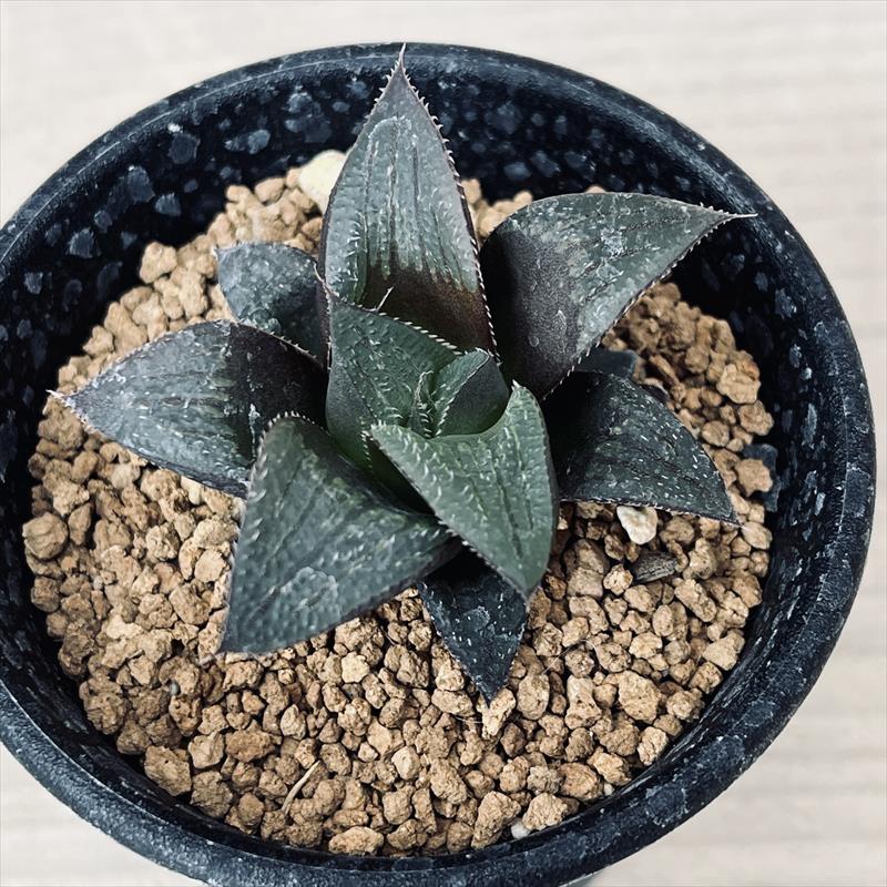 楽天市場】多肉植物：ハオルチア マリン×オブツーサ錦の実生*幅5cm