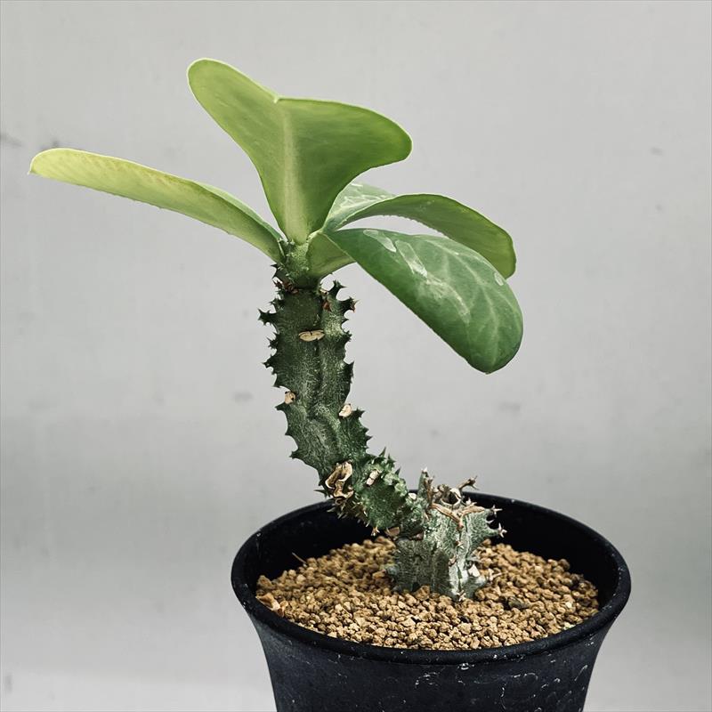 楽天市場】多肉植物 ◇ モナデニウム ◇ リチェイ ◇ 斑入り ◇ 3寸