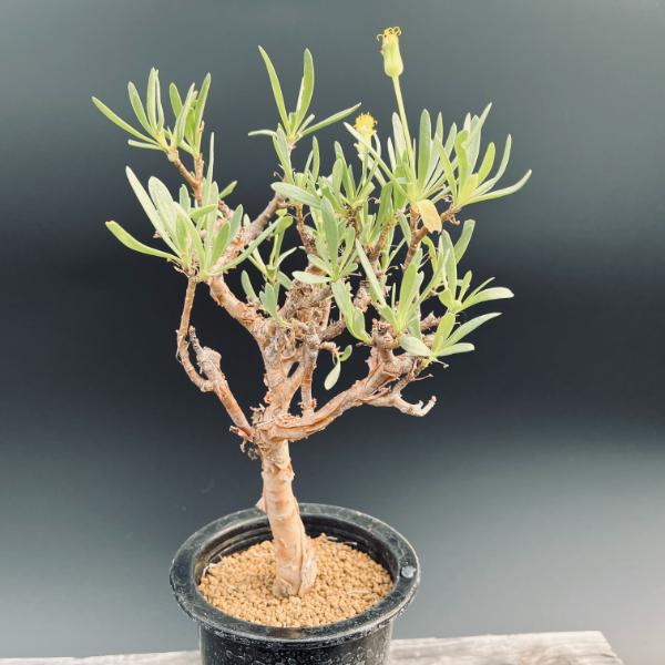 k*u様 キフォステンマ マクロプス ウター 鉢ごと 発根済】キフォステンマ・ウター・マクロプス k*u様