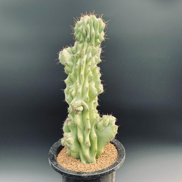 楽天市場】サボテン：ステノセレウス 入鹿（イルカ）*幅6cm 現品