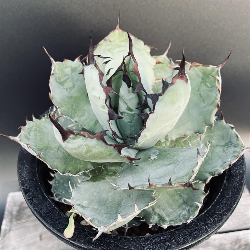多肉植物：アガベ チタノタ ブラックアンドブルー*幅21ｃｍ 現品！一皿分の料理境界線