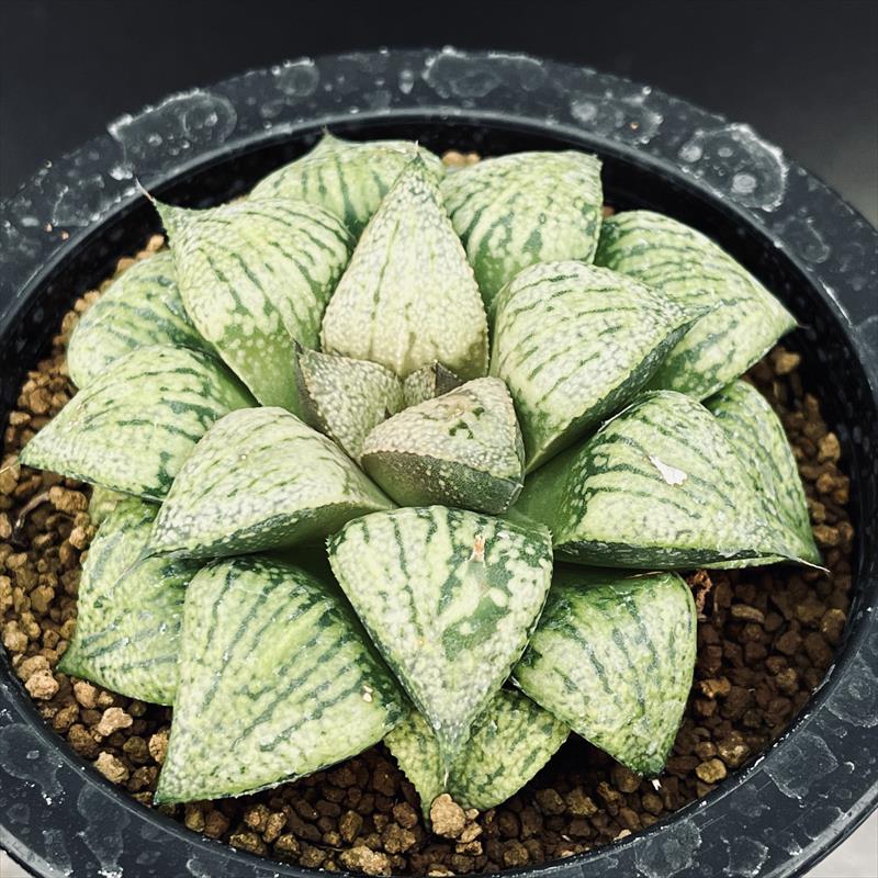 楽天市場】多肉植物：ハオルチア 万象 KWカキコ*幅7cm 現品！一品