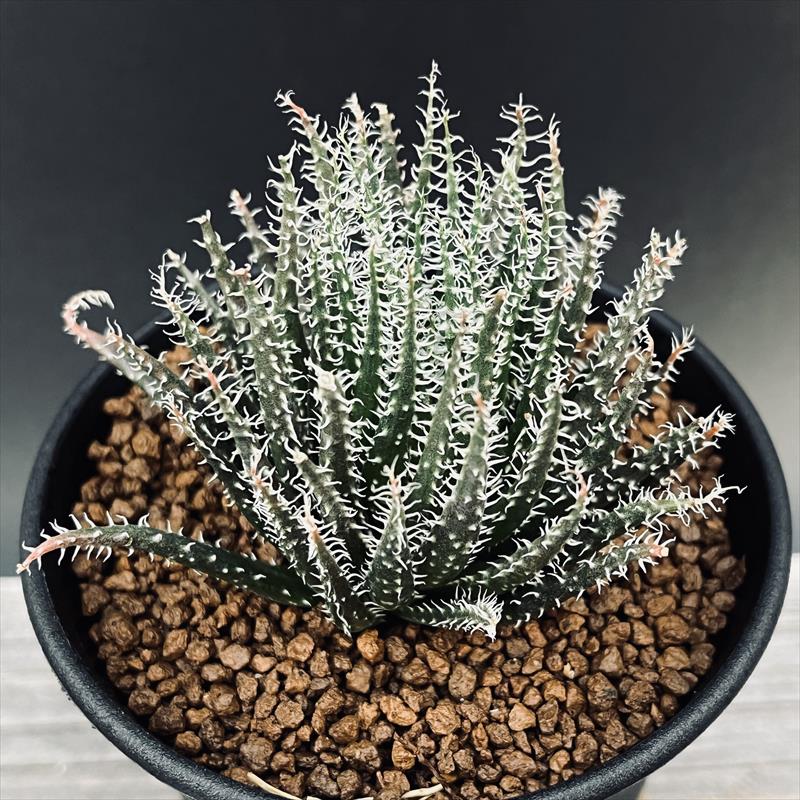 アロエ　ストリアータ　錦　斑入特大　ハオルチア・アロエ 観葉植物 多肉植物 ハオルチア 裏般若錦 極上斑 観葉植物 - ハオルチア