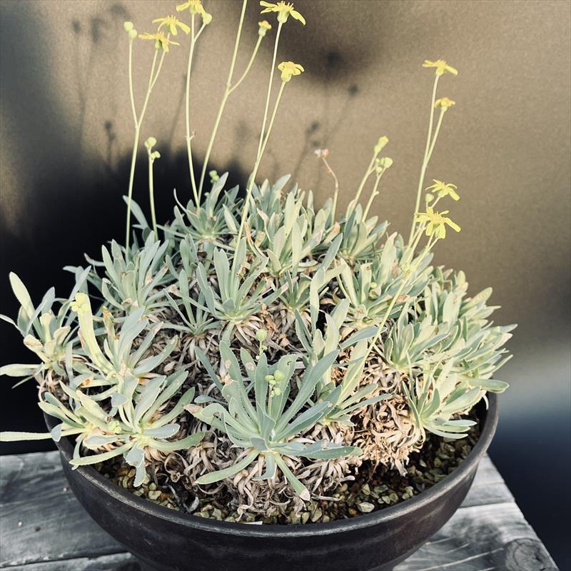 楽天市場】コーデックス：キフォステンマ セイチアナ*枝幅9cm 現品