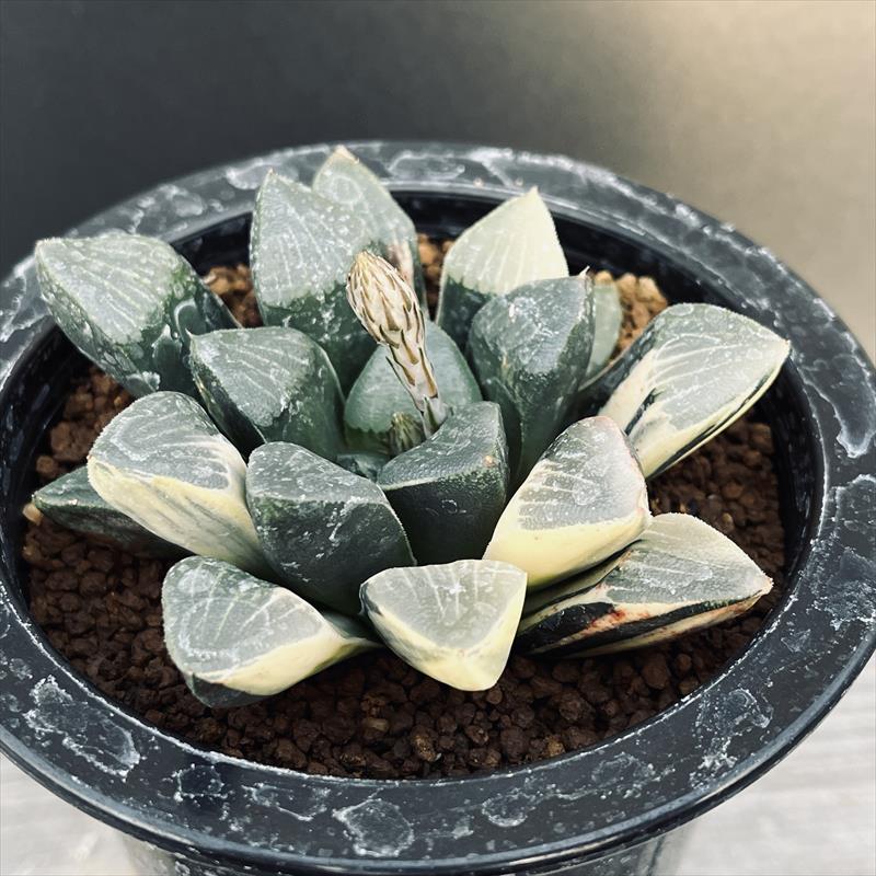 楽天市場】多肉植物：ハオルチア コレクタ錦×ジュピター