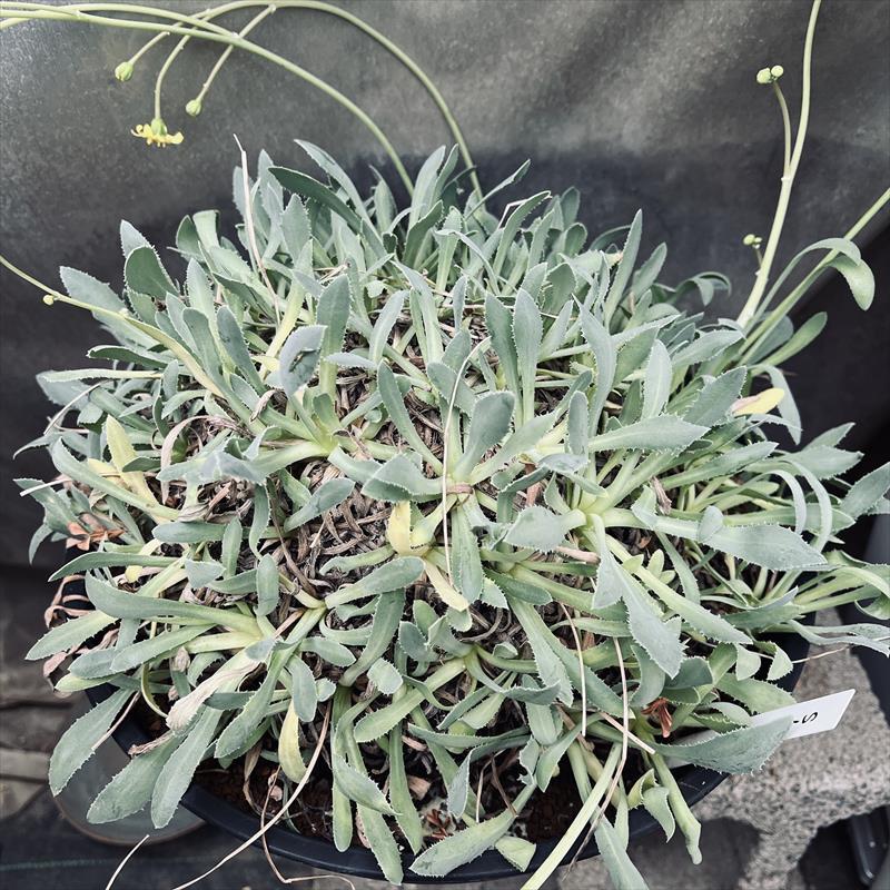 楽天市場】コーデックス：キフォステンマ セイチアナ*枝幅9cm 現品