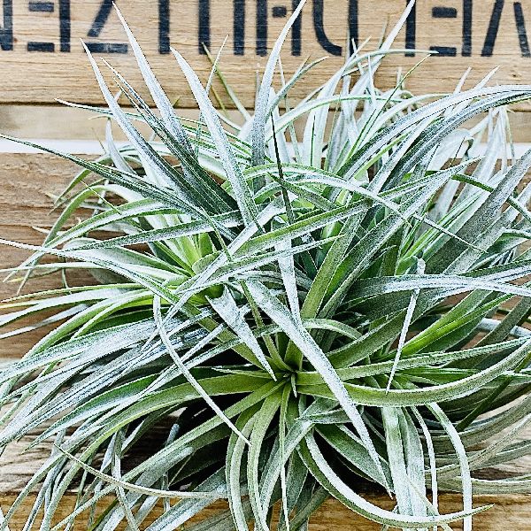 楽天市場 おしゃれ 観葉植物 エアープランツ チランジア コットンキャンディ クランプ 遊恵盆栽 楽天市場店