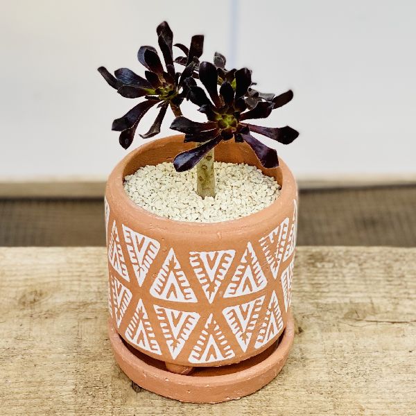 おしゃれ 観葉植物 アエオニウム 黒法師 テラコッタ鉢植え 受皿付 Crunchusers Com