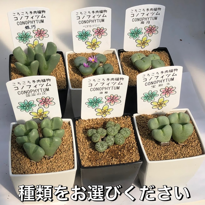 楽天市場 多肉植物 ころころコノフィツム 品種お選びください 遊恵盆栽 楽天市場店