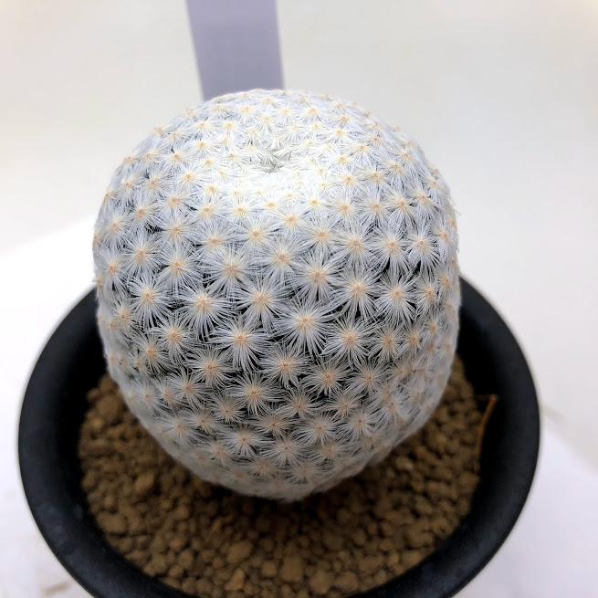 楽天市場 サボテン マミラリア 白鳥 幅5ｃｍ 遊恵盆栽 楽天市場店