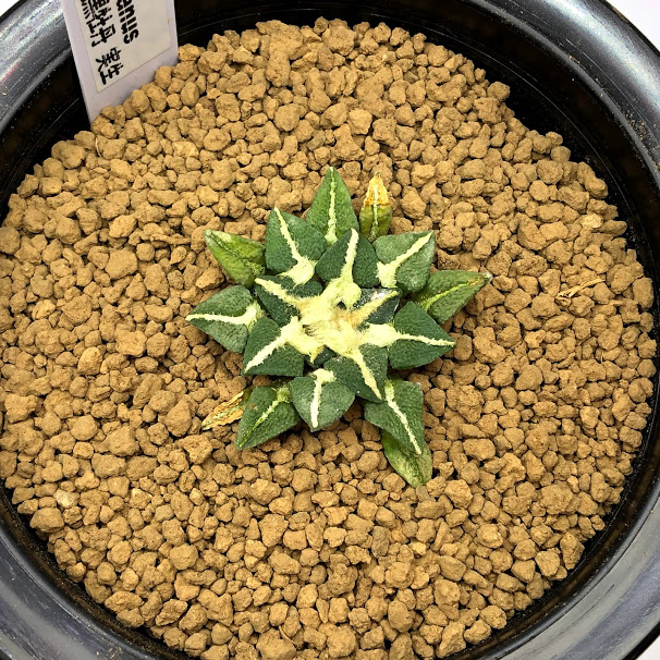 楽天市場】サボテン：アリオカルプス 黒牡丹 実生*M 幅3.5ｃｍ : 遊恵 