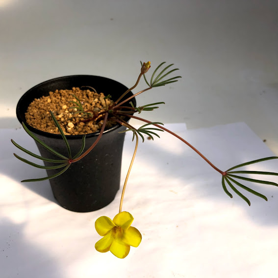 楽天市場】球根植物：オーニソガルム トルツオスム*葉幅3cm : 遊恵盆栽