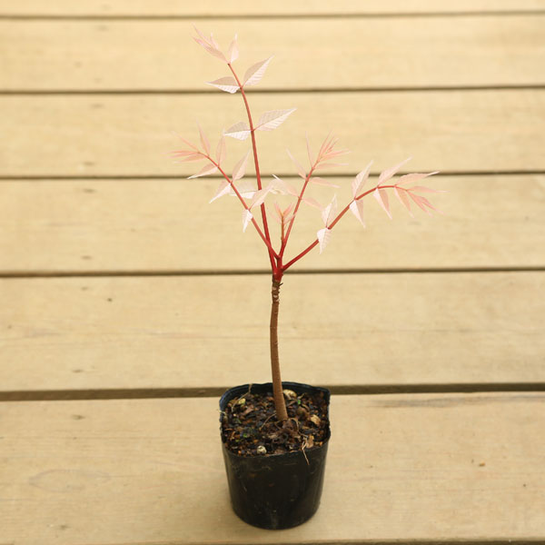 チャンチン苗（香椿芽） 楽天市場】2024年NEW チャンチン フラミンゴ 苗木 香椿 サラダの木