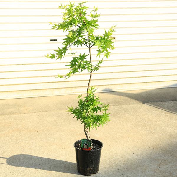 楽天市場】流泉紅葉/リュウセンモミジ/流泉モミジ/枝垂れモミジ