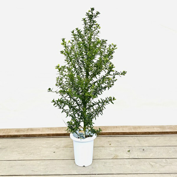 おしゃれ 観葉植物 鉢花：セアノサス*7号　カリフォルニアライラック 8,640円