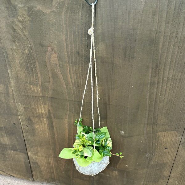 超美品56goro 国産モジャマトフィラム 観葉植物 吊り下げ 約60~70㎝ 楽天市場】国産 超美品56goro モジャマトフィラム 観葉植物 吊り