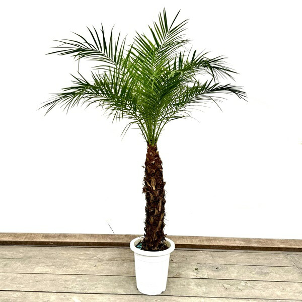 フェニックスロベレニー 楽天市場】【現品発送】フェニックス ロベレニー 7号グロウコンテナ