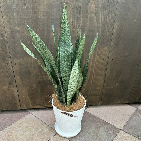 おしゃれ 観葉植物：サンスベリア ゼラニカ　鉢植え*セラアート 受皿付 ココヤシ飾り Sansevieria zeylanica サンセベリア