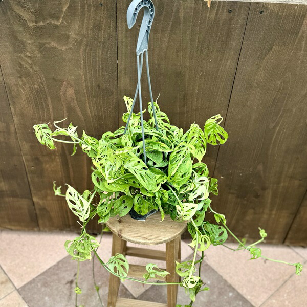 楽天市場】観葉植物：モンステラ エスケレート*5号 吊り鉢