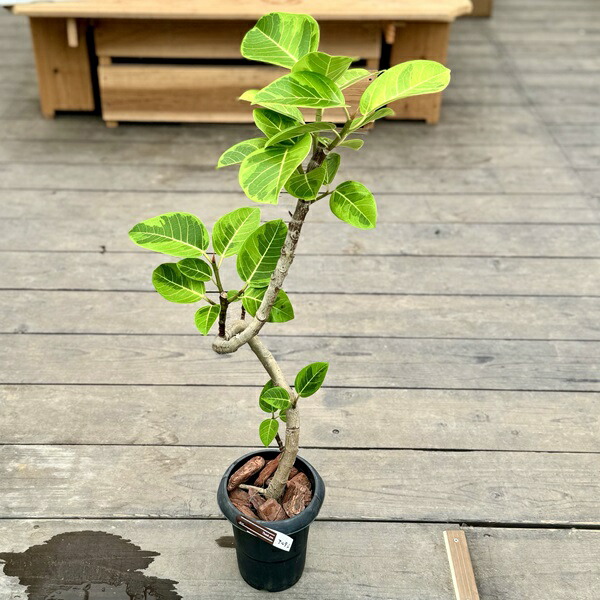 楽天市場】観葉植物 フィカス・アルテシーマ（曲げ） / 6寸・約W 50cm