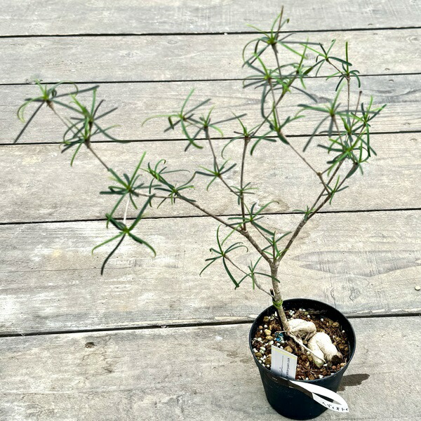 ユーフォルビアヘディオトイデス ユーフォルビア・ヘディオトイデス（Euphorbia hedyotoides）の育て方