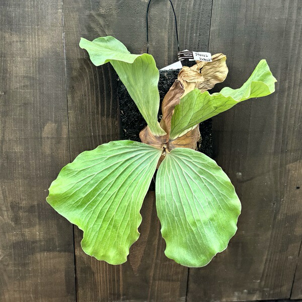 楽天市場】観葉植物：コウモリラン マウントルイス リトルキティ