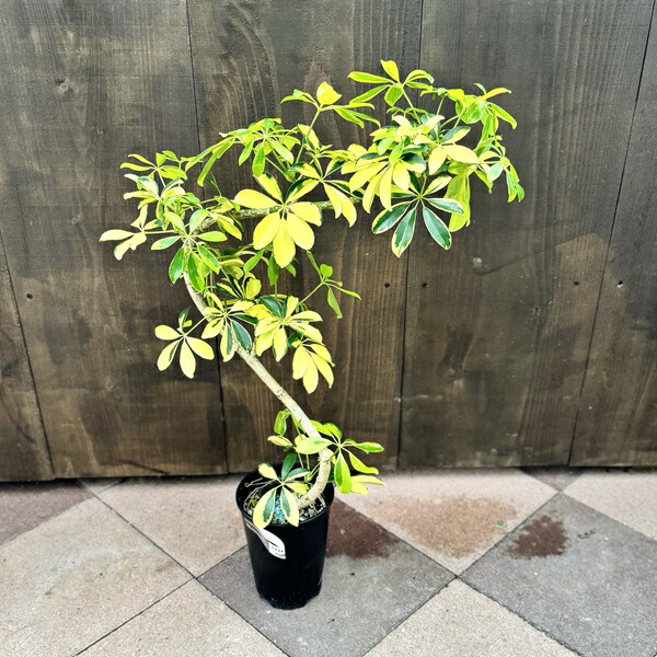 楽天市場】おしゃれ 観葉植物：シェフレラ グランディ