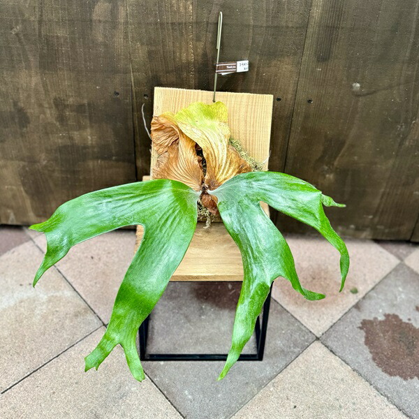おしゃれ　観葉植物：ビカクシダ コウモリラン ステマリア 板付け*吊り 9,120円