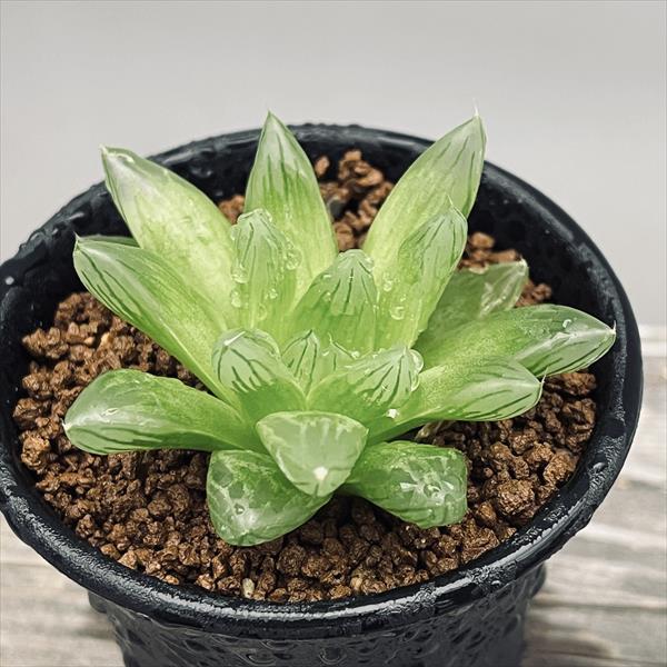 多肉植物　ハオルチア　ドドソン オブツーサ　カット苗 多肉植物：ハオルチア ドドソン紫オブツーサ*幅8cm : 遊恵盆栽 Yahoo