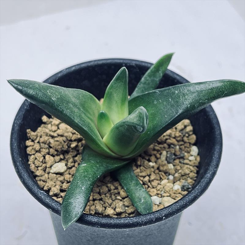 楽天市場】多肉植物 ハオルチア 白銀ピクタ 7.5cmポット 観葉植物