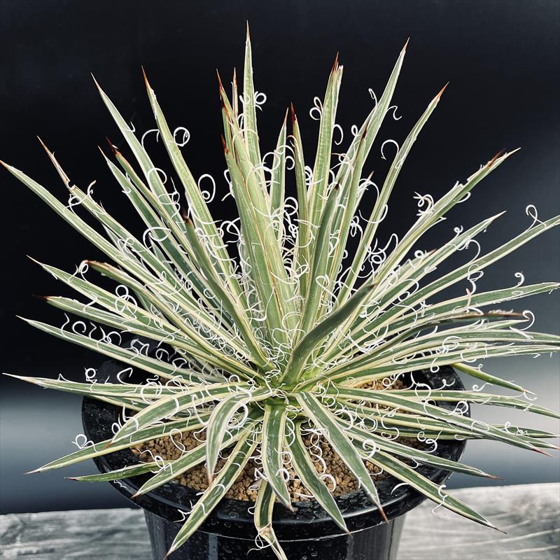 楽天市場】多肉植物：アガベ 風雷神錦 W氏選抜鮮明縞斑*幅8.5cm 現品