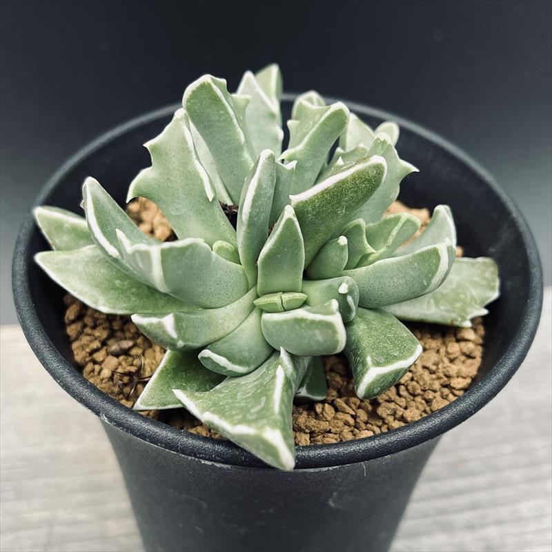 楽天市場】多肉植物：フォーカリア巌波：幅7cm : 遊恵盆栽 楽天