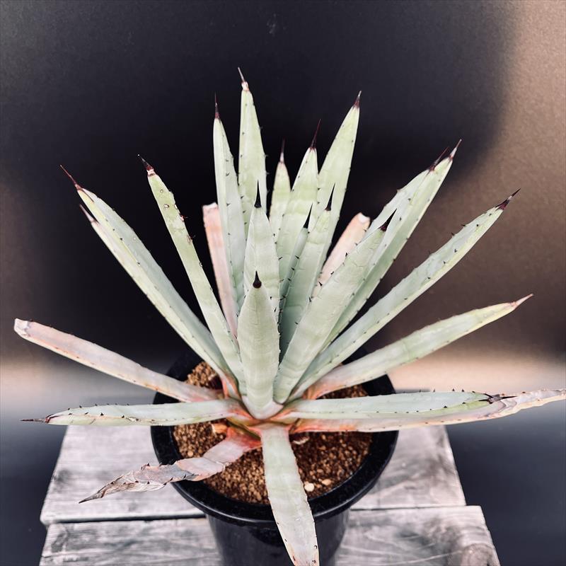 楽天市場】多肉植物：アガベ アメリカーナ 'オアハカセンシス'*幅