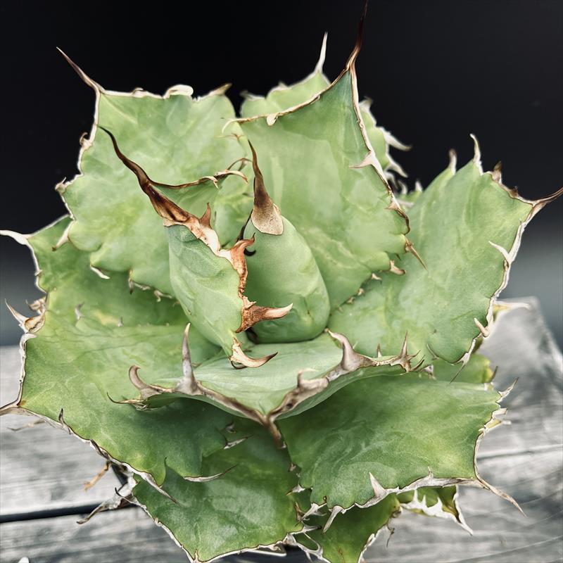 多肉植物：アガベ チタノタ SSR*幅21ｃｍ 現品！一皿分の料理境界線