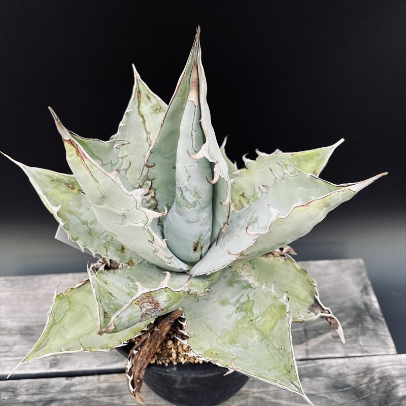 多肉植物：アガベ オテロイ シエラミクステカ FO-076*幅24ｃｍ 現品！一皿分の料理境界線