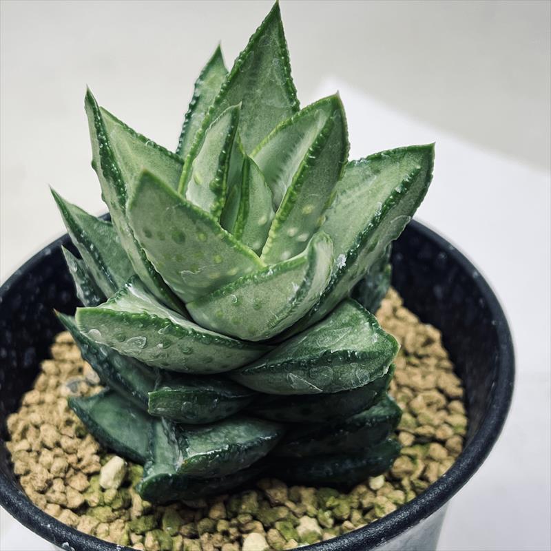 楽天市場】多肉植物：アロインドロン（アロエ） ピランシー 国内実生