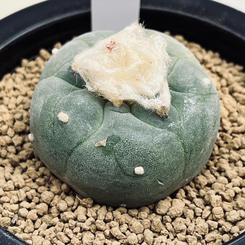 楽天市場】サボテン：ロフォフォラ 銀冠玉モンスト 自根*幅6cm 現品