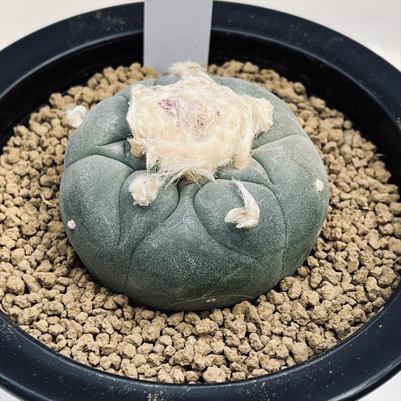 綴化 モンスト ロフォフォラ 銀冠玉 ギンカン 多肉植物 サボテン 選抜 レア 綴化 モンスト ロフォフォラ 銀冠玉 ギンカン 多肉植物 サボテン