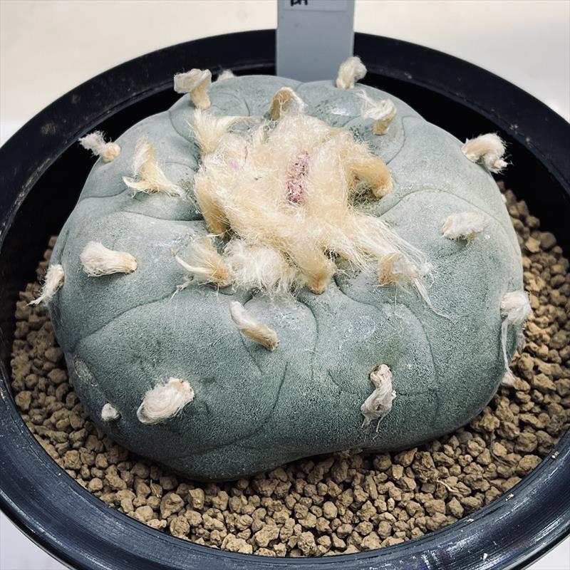 BIGサボテンコレクション・ロフォフォラ属・疣銀冠玉inわけけのお店 Lophophora williamsii var. decipiens ロフォフォラ 小疣銀冠玉
