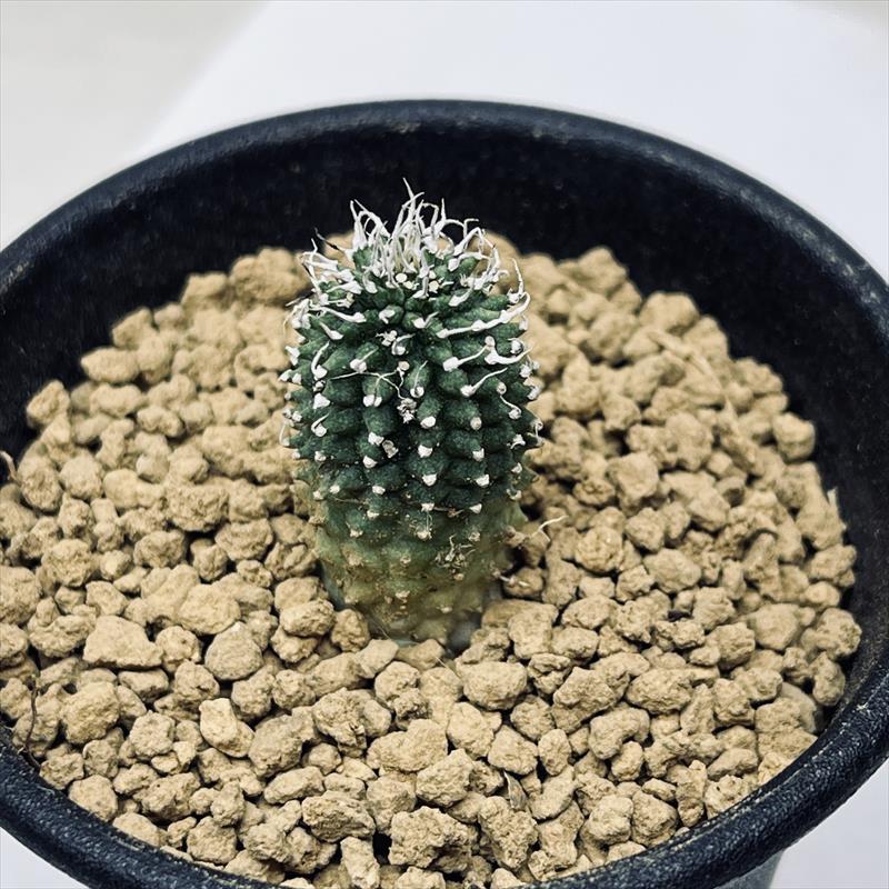 激レア/超大株】プセウドリトス・クビフォルメ鉢植え 激レア/超大株