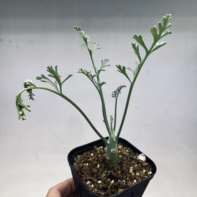 楽天市場】コーデックス：フィカス パルメリー*葉幅9cm : 遊恵盆栽