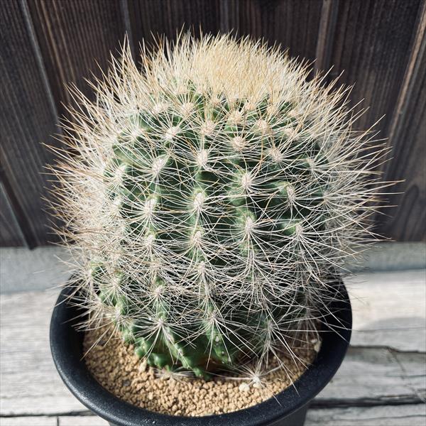 楽天市場】サボテン：ステノセレウス 入鹿（イルカ）*幅6cm 現品