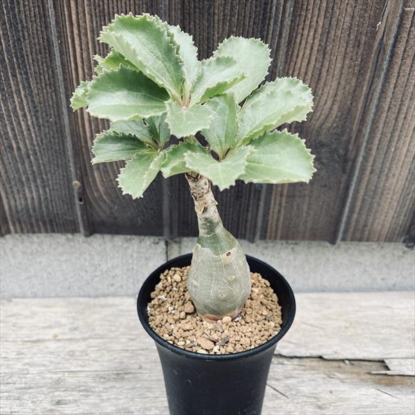 キフォステンマ　セイチアナ 塊根植物：キフォステンマ セイチアナ*塊幅2cm 現品 一品限り : 遊恵